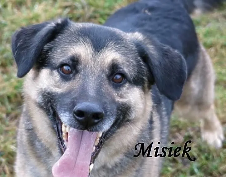 MISIEK cudowny pies, w typie owczarka - czeka na d