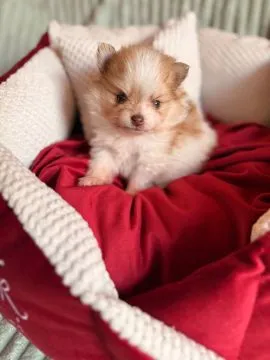 Pomeranian, piękne chłopaki malutkie po bardzo malutkich rodzicach, , Zrębice