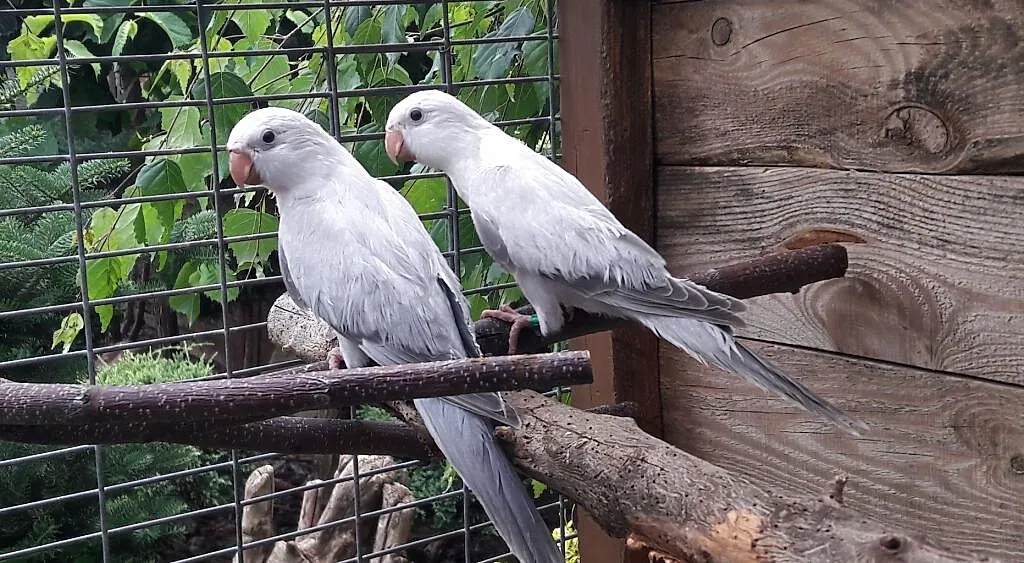 Mnichy SNOW kobalt 2020samice, Mazowieckie, Radom