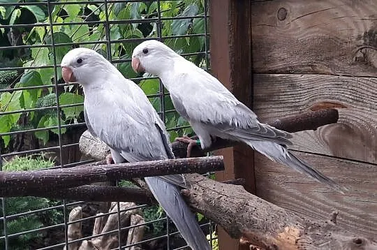 Mnichy SNOW kobalt 2020samice, Mazowieckie, Radom