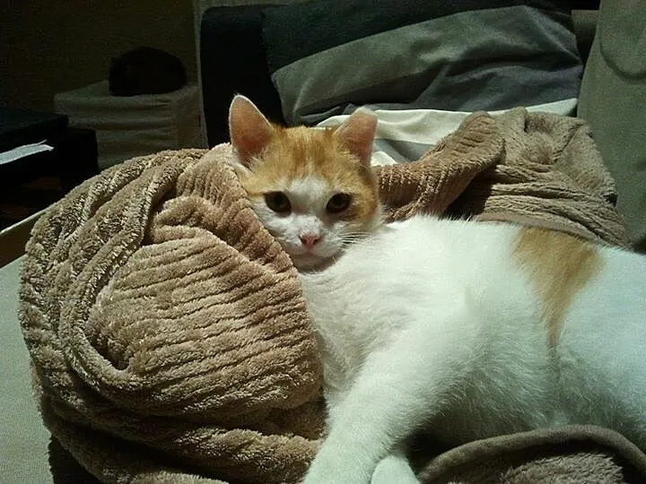 Maciek