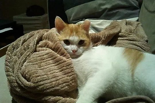Maciek
