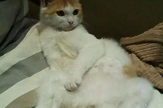 Maciek