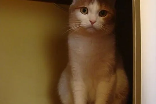 Maciek