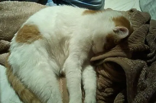 Maciek
