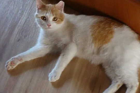 Maciek