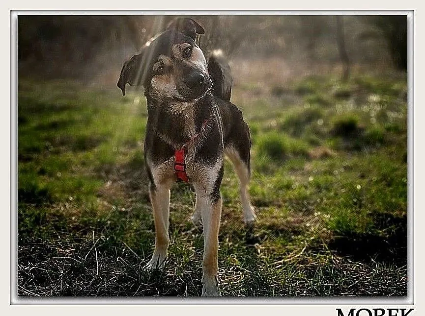 Młody 1,5 roku,duży,kontaktowy,przyjazny,szczepiony psiak MOREK.Adopcja., Małopolskie, Kraków