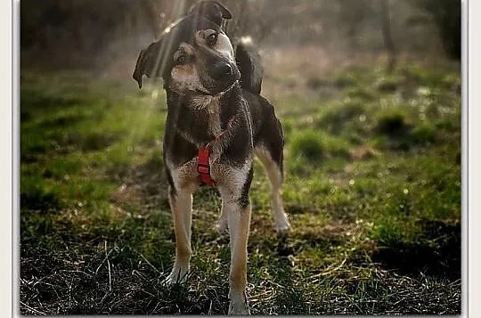 Młody 1,5 roku,duży,kontaktowy,przyjazny,szczepiony psiak MOREK.Adopcja., Małopolskie, Kraków
