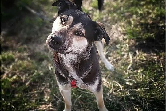 Młody 1,5 roku,duży,kontaktowy,przyjazny,szczepiony psiak MOREK.Adopcja., Małopolskie, Kraków