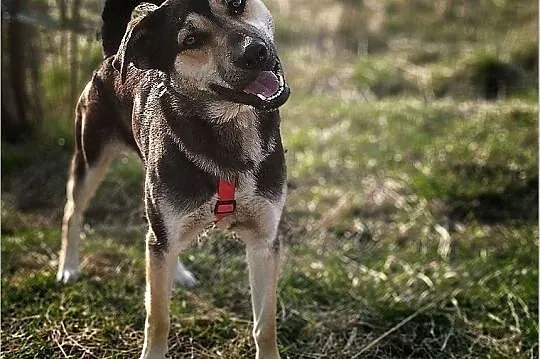 Młody 1,5 roku,duży,kontaktowy,przyjazny,szczepiony psiak MOREK.Adopcja., Małopolskie, Kraków