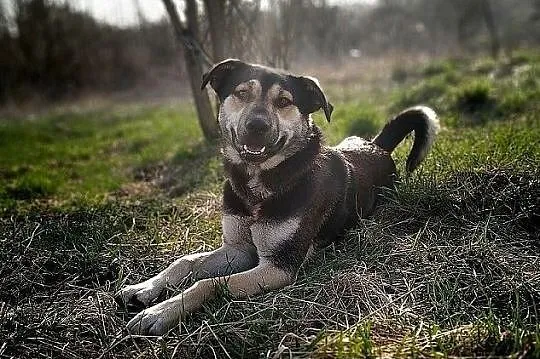 Młody 1,5 roku,duży,kontaktowy,przyjazny,szczepiony psiak MOREK.Adopcja., Małopolskie, Kraków