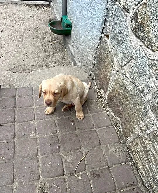Labrador retriever, Lubuskie, Świebodzin