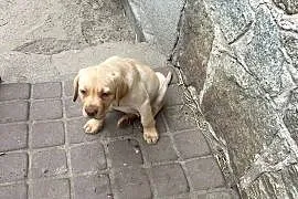 Labrador retriever