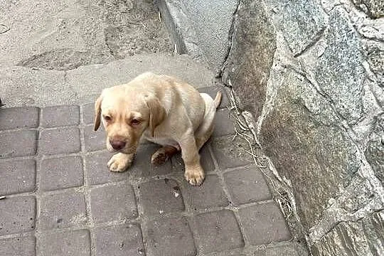 Labrador retriever, Lubuskie, Świebodzin