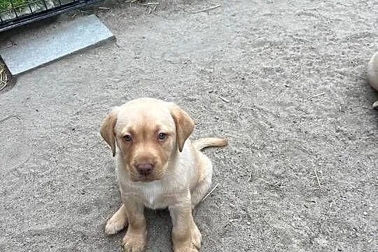 Labrador retriever, Lubuskie, Świebodzin