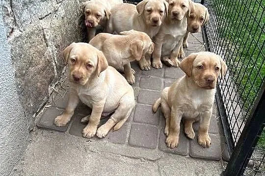 Labrador retriever, Lubuskie, Świebodzin
