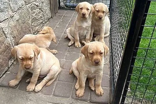 Labrador retriever, Lubuskie, Świebodzin