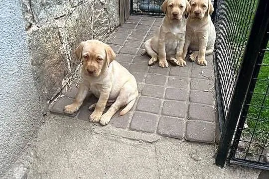 Labrador retriever, Lubuskie, Świebodzin