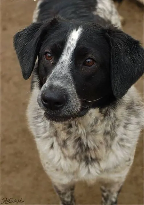 Rózia - nieśmiały szczeniak w kropki ADOPCJA, Kun