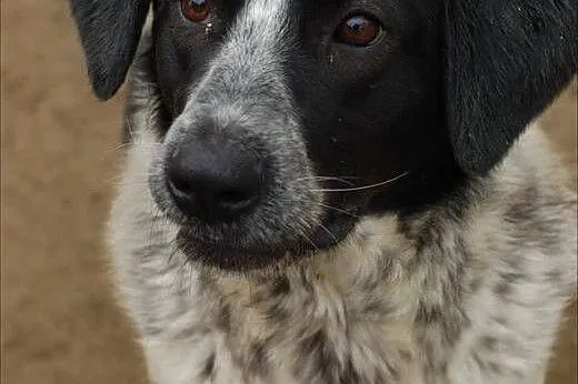 Rózia - nieśmiały szczeniak w kropki ADOPCJA,  Kun