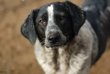 Rózia - nieśmiały szczeniak w kropki ADOPCJA,  Kun