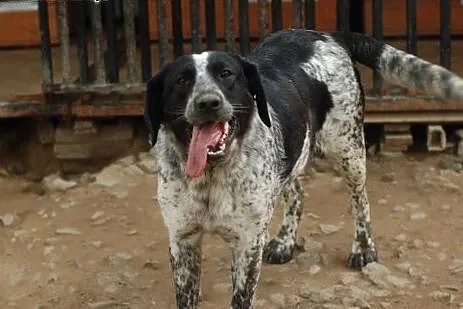 Rózia - nieśmiały szczeniak w kropki ADOPCJA,  Kun