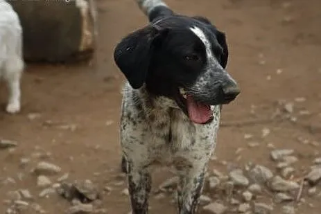 Rózia - nieśmiały szczeniak w kropki ADOPCJA,  Kun
