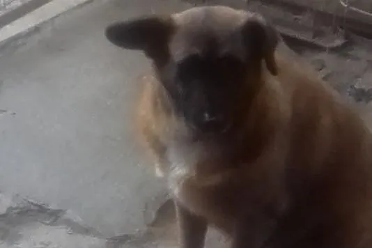 Beza - najsmutniejszy pies w schronisku - adopcja