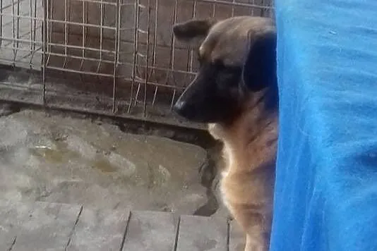 Beza - najsmutniejszy pies w schronisku - adopcja