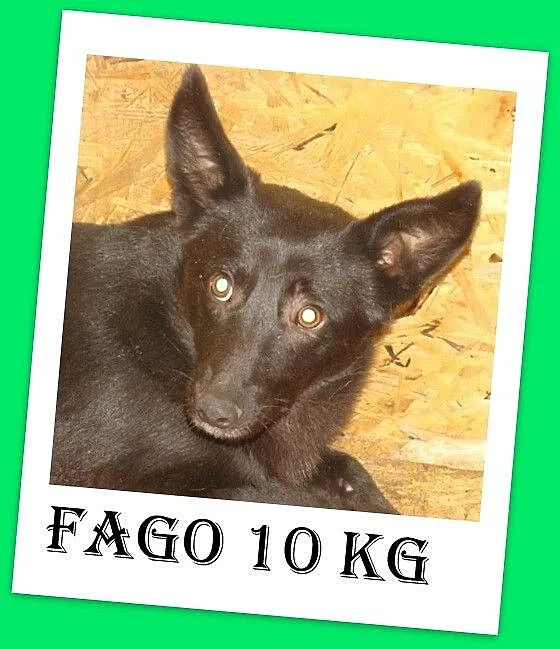 Mały 10 kg czarny piesek stróżujący,odważny,czujny