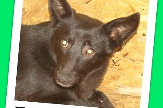 Mały 10 kg czarny piesek stróżujący,odważny,czujny FAGO_Adopcja_
