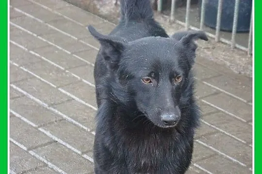Mały 10 kg czarny piesek stróżujący,odważny,czujny