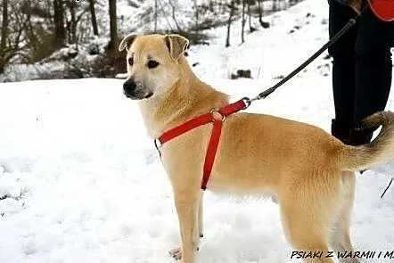 Maniu - wyjątkowy, piękny pies szuka domu, Łódź