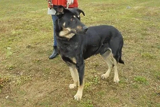 Dingo roczny mega przyjazny piesek szuka kochające