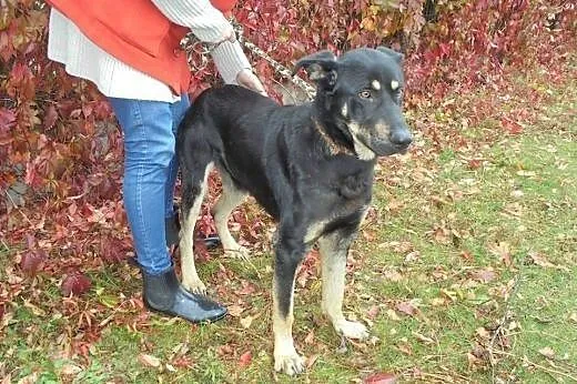 Dingo roczny mega przyjazny piesek szuka kochające