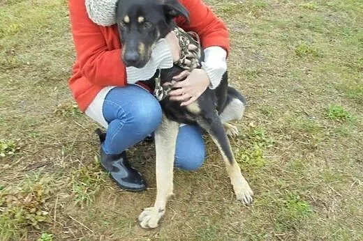 Dingo roczny mega przyjazny piesek szuka kochające
