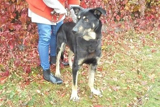 Dingo roczny mega przyjazny piesek szuka kochające