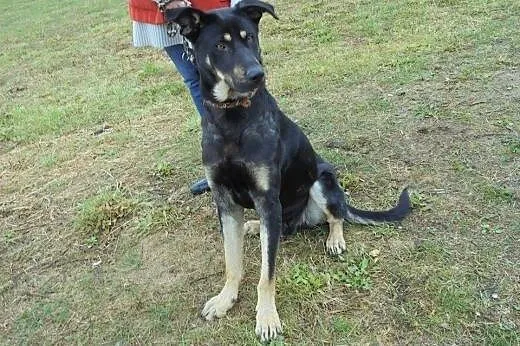 Dingo roczny mega przyjazny piesek szuka kochające