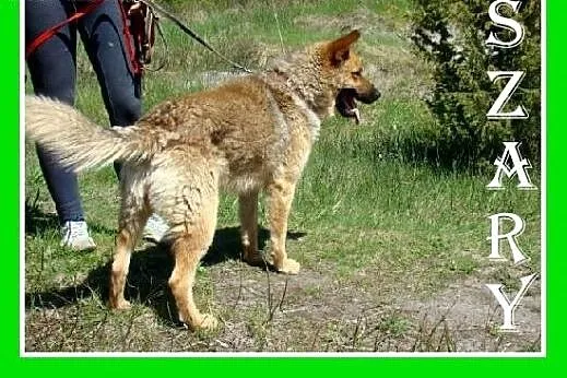 Owczarek mix,przyjazny,kontaktowy czujny pies SZAR