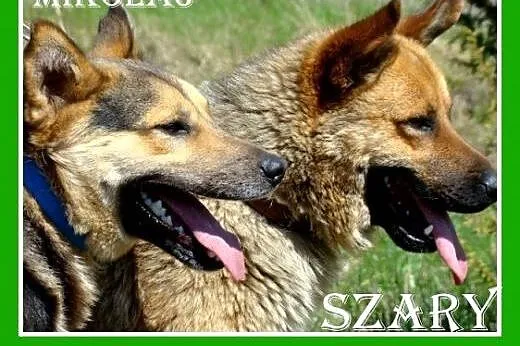 Owczarek mix,przyjazny,kontaktowy czujny pies SZAR