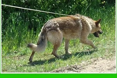 Owczarek mix,przyjazny,kontaktowy czujny pies SZAR