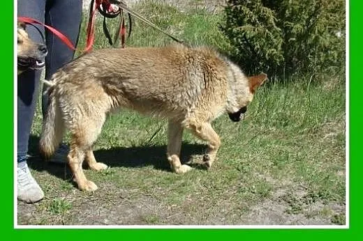 Owczarek mix,przyjazny,kontaktowy czujny pies SZAR