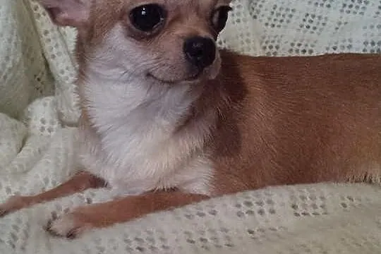 Chihuahua pieski z rodowodem FCI 8 miesieczne sprz