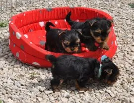 Urocze szczenięta yorkshire terrier do adopcji e-mail:.. {{amandinelisa01@gmail.com}}