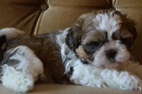 Piękne shih tzu