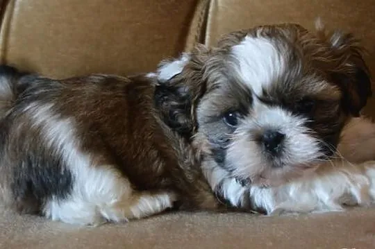 Piękne shih tzu