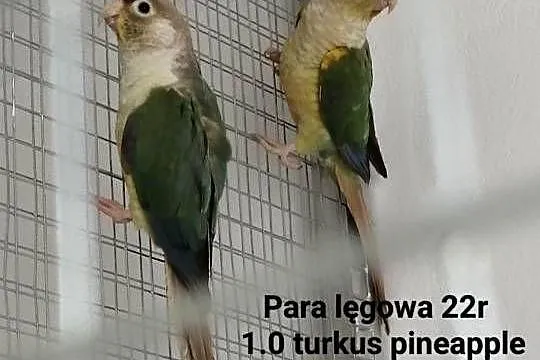 Rudosterki zielonolice Para lęgowa, Świętokrzyskie, Stopnica