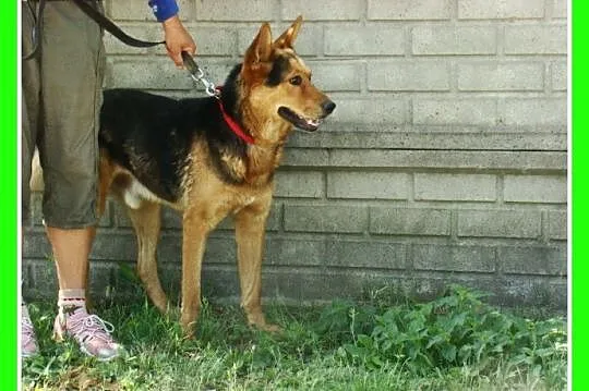 Spokojny,przyjazny,łagodny 2 letni pies PELE,w typ