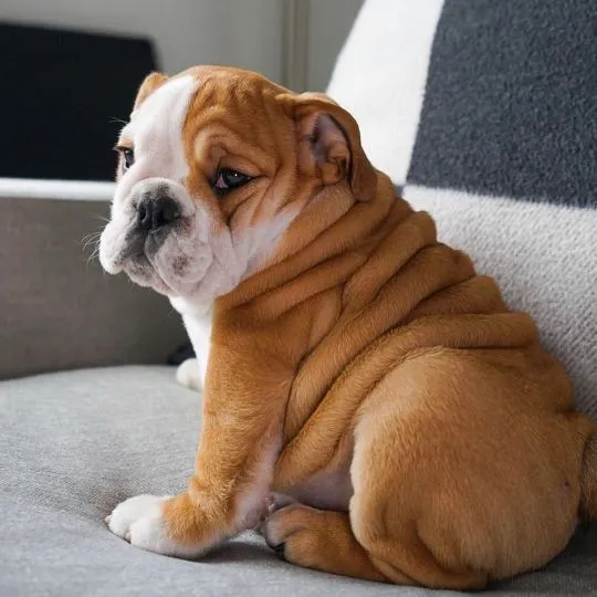 Szczenięta buldoga angielskiego whatsapp +48782076170