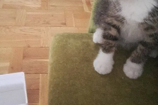 Malutki 9 tygodniowy kotek szuka domu.,  mazowieck